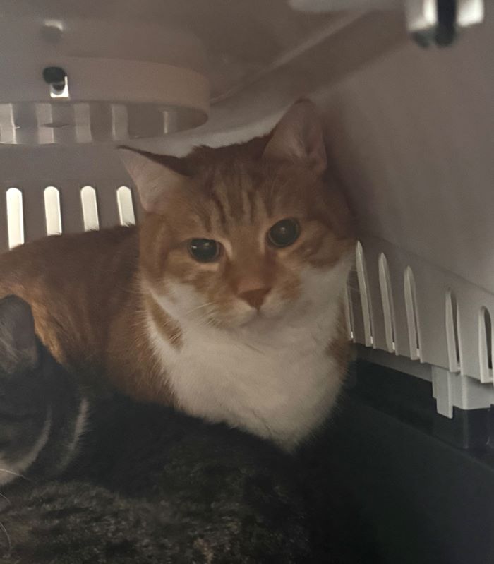 Europäische Hauskatze