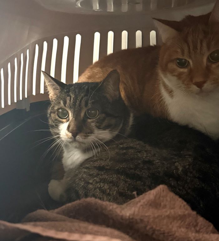 Europäische Hauskatze