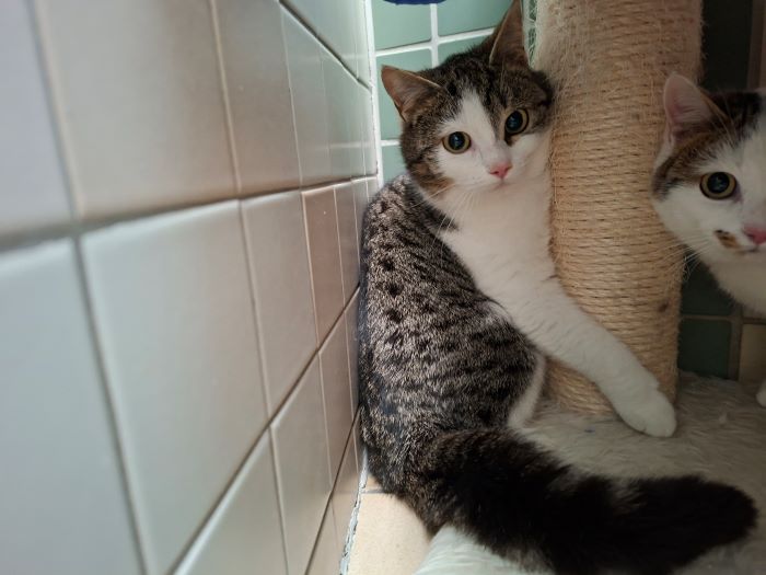 Europäische Hauskatze