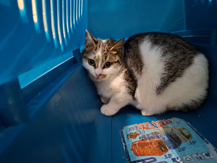 Europäische Hauskatze