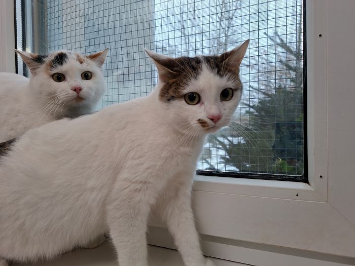 Europäische Hauskatze