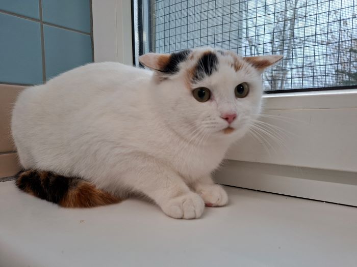 Europäische Hauskatze