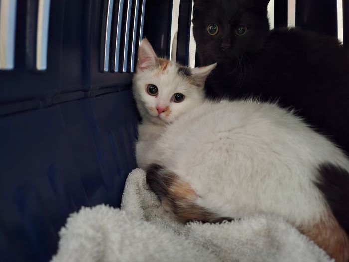 Europäische Hauskatze