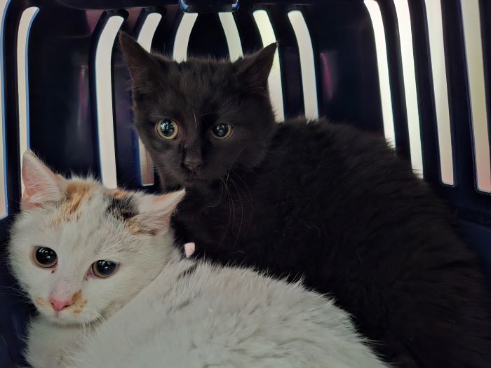 Europäische Hauskatze