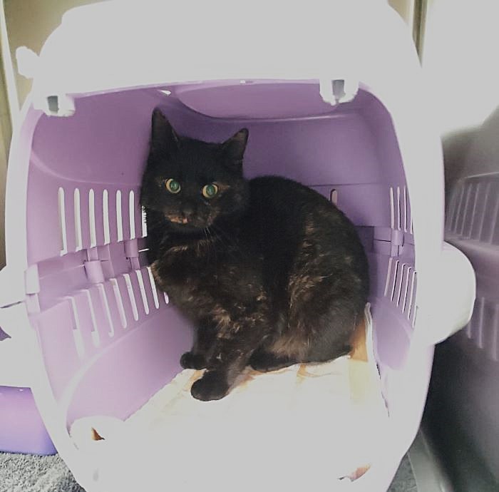 Europäische Hauskatze