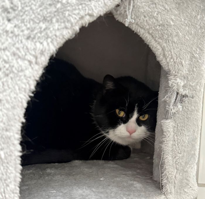 Europäische Hauskatze