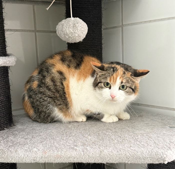 Europäische Hauskatze