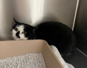 Fundtier Tier-ID 39136