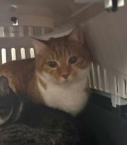 Fundtier Tier-ID 39122