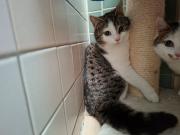 Fundtier Tier-ID 39250