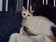 Fundtier Tier-ID 39261