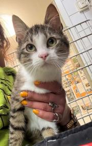 Fundtier Tier-ID 39405