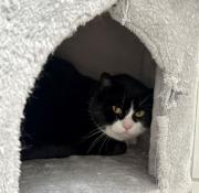 Fundtier Tier-ID 39407