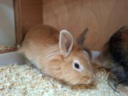 Fundtier Tier-ID 39260