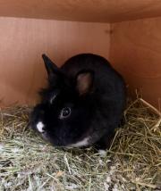 Fundtier Tier-ID 39433