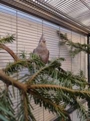 Fundtier Tier-ID 35554