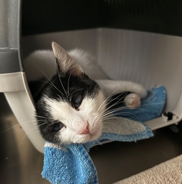 Europäische Hauskatze