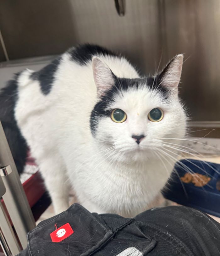 Europäische Hauskatze