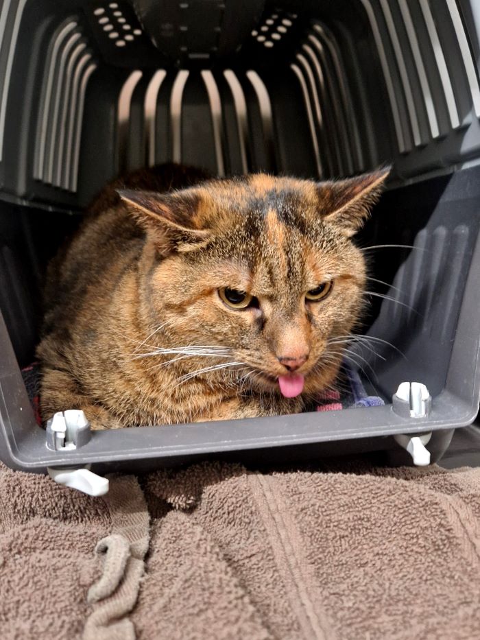 Europäische Hauskatze