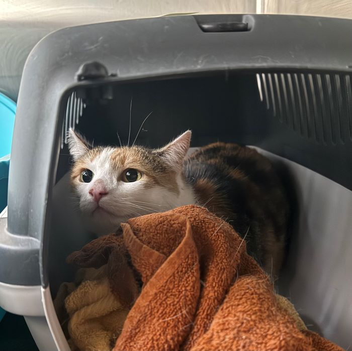 Europäische Hauskatze