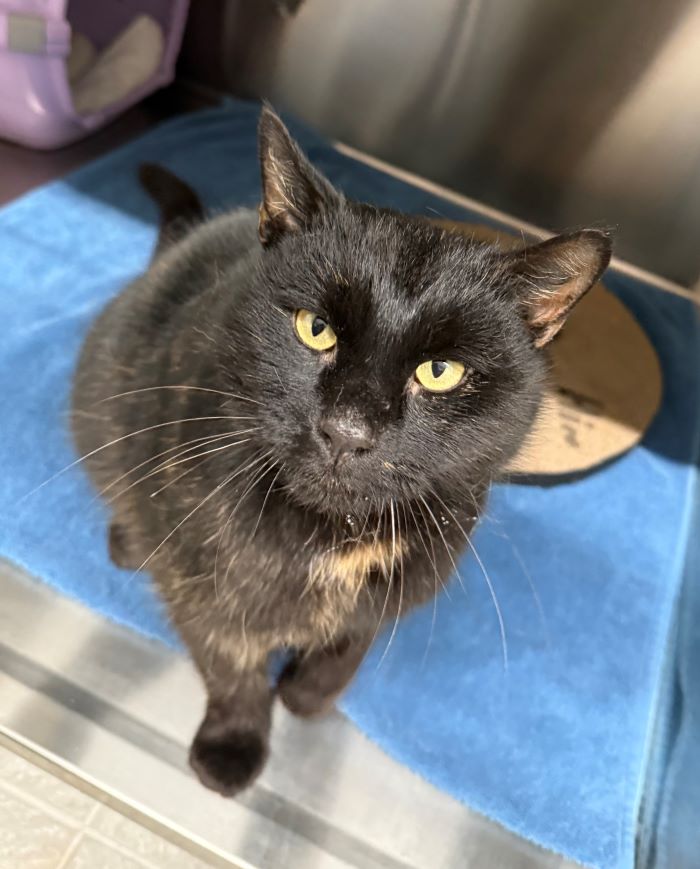 Europäische Hauskatze