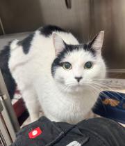 Fundtier Tier-ID 39431