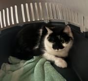 Fundtier Tier-ID 39432