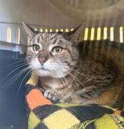 Fundtier Tier-ID 39430