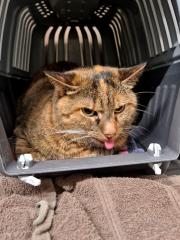 Fundtier Tier-ID 39627