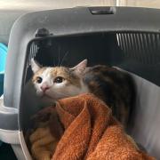 Fundtier Tier-ID 39628