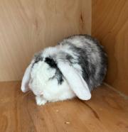 Fundtier Tier-ID 39623