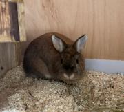 Fundtier Tier-ID 39621