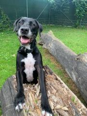 Fundtier Tier-ID 25177