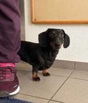 Fundtier Tier-ID 39737