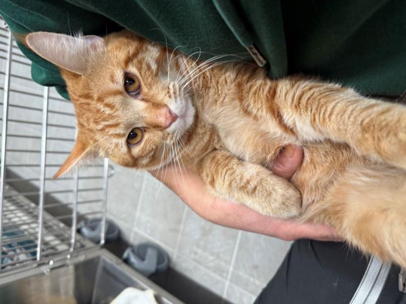 Europäische Hauskatze