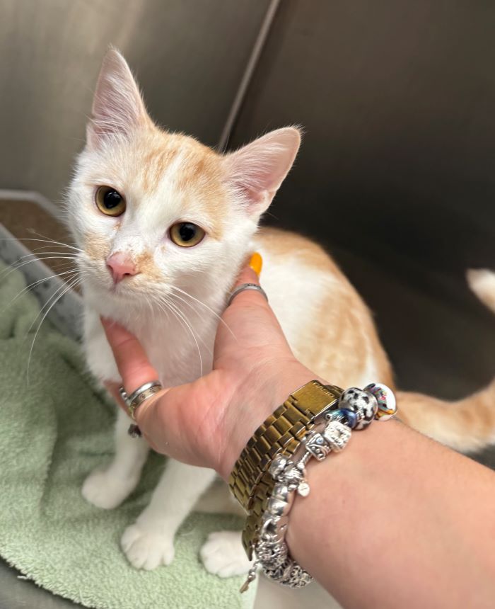 Europäische Hauskatze