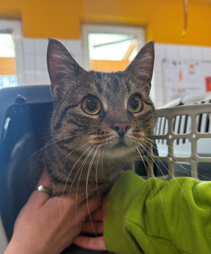 Europäische Hauskatze