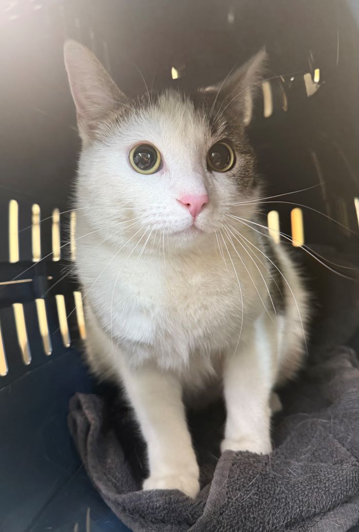 Europäische Hauskatze