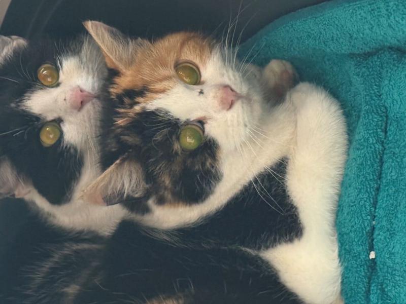 Europäische Hauskatze