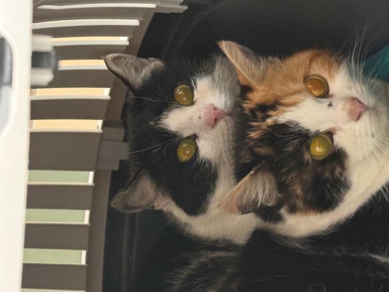 Europäische Hauskatze