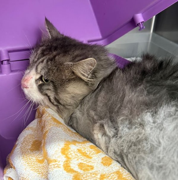 Europäische Hauskatze