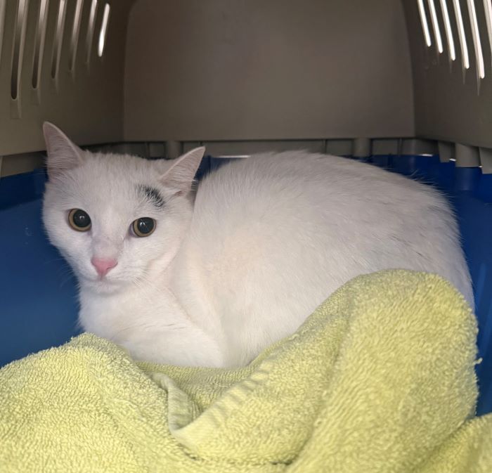 Europäische Hauskatze