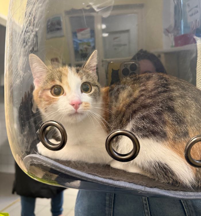 Europäische Hauskatze