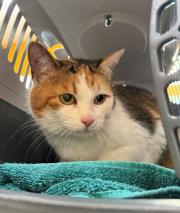 Fundtier Tier-ID 39611