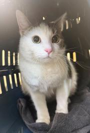 Fundtier Tier-ID 39631