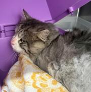 Fundtier Tier-ID 39661