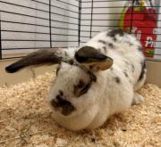 Fundtier Tier-ID 39695