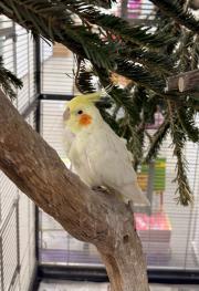 Fundtier Tier-ID 39696