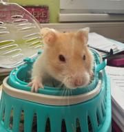 Fundtier Tier-ID 39787