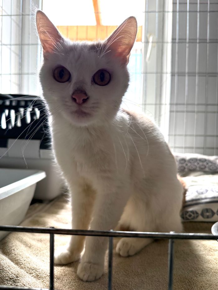 Europäische Hauskatze